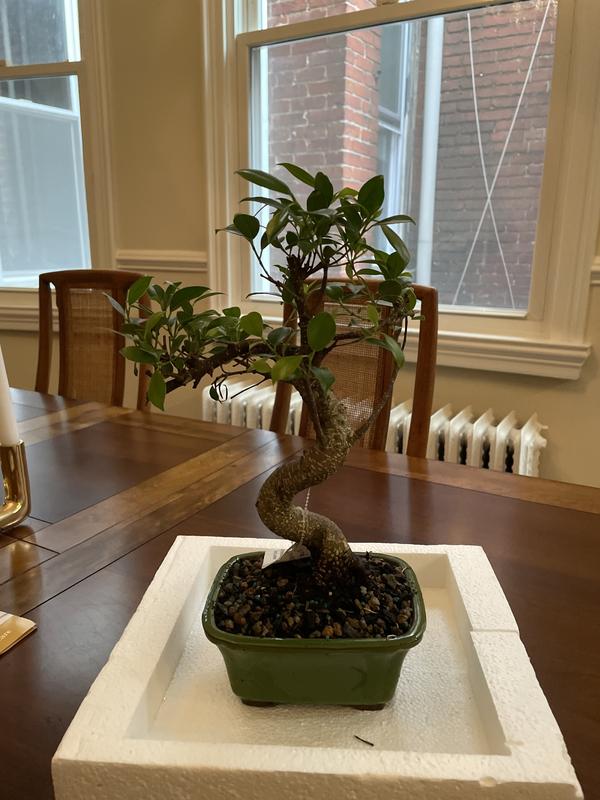 Brussel's Bonsai 6-in Feature Golden Gate Ficus In Pot (With Soil)  CT2005GGF at Lowes.com