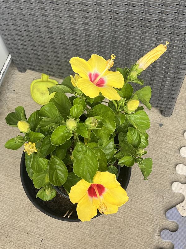 Lowe's Multicolor Hibiscus Pineapple Sunscape in 1-Gallon Pot