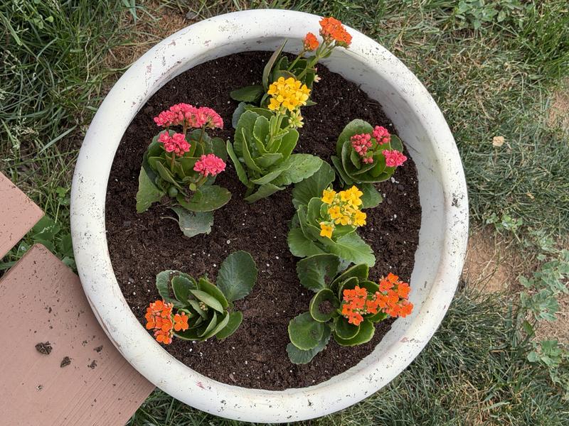 Lowe's 1.15 -Gallon Assorted colors Lantana 1 -Pack - Low Maintenance ...