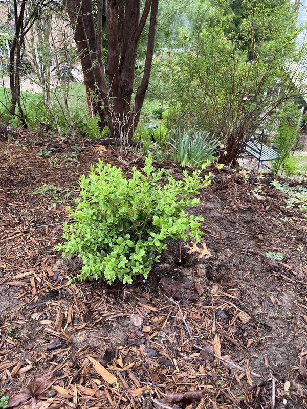 Spring Hill Nurseries Winter Gem Boxwood Broadleaf Evergreen