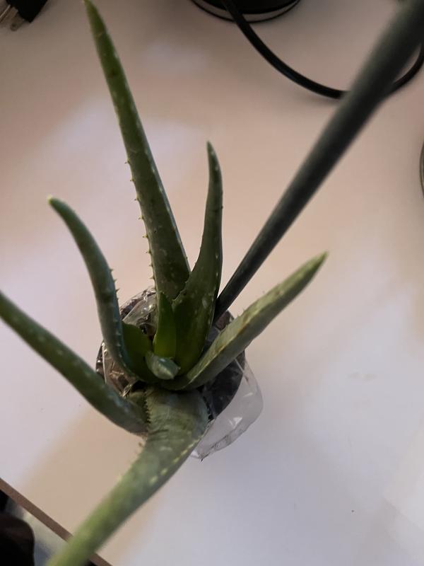 chlorophytum comosum hawaiian Spider Plant