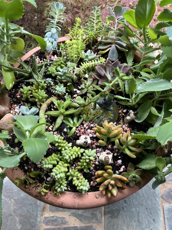 planting fig tree in pot Fiddle Leaf Fig Potted Houseplant | Trendy Houseplants
