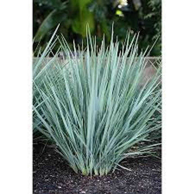 Monrovia Little Rev Flax Lily P18504 Plant in 1-Gallon Pot