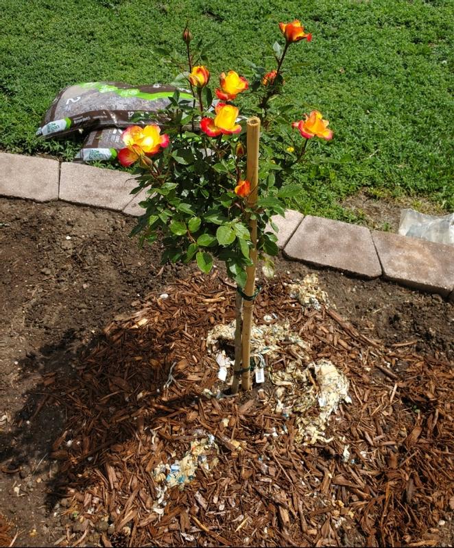 Lowe's Multicolor Sunblaze Bicolor Rose 2 -Gallon 1 -Pack in Pot in the ...