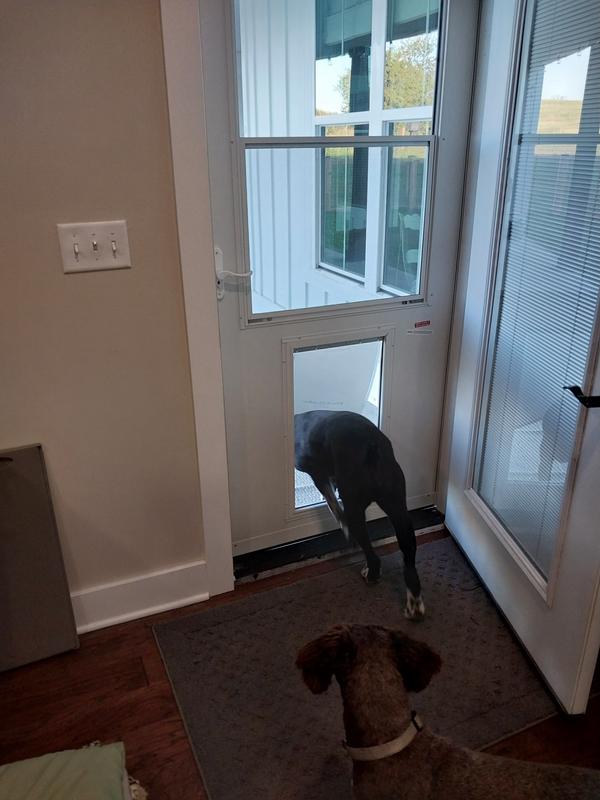 Doggie screen door lowes best sale
