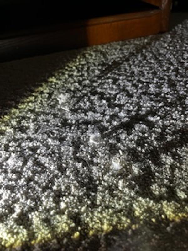 STAINMASTER PetProtect with LeakDefense Paws Of Joy Graphic Gray 48.8 ...