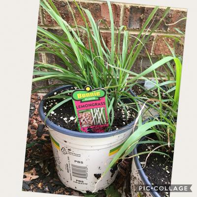 21+ Lemongrass Plants Near Me