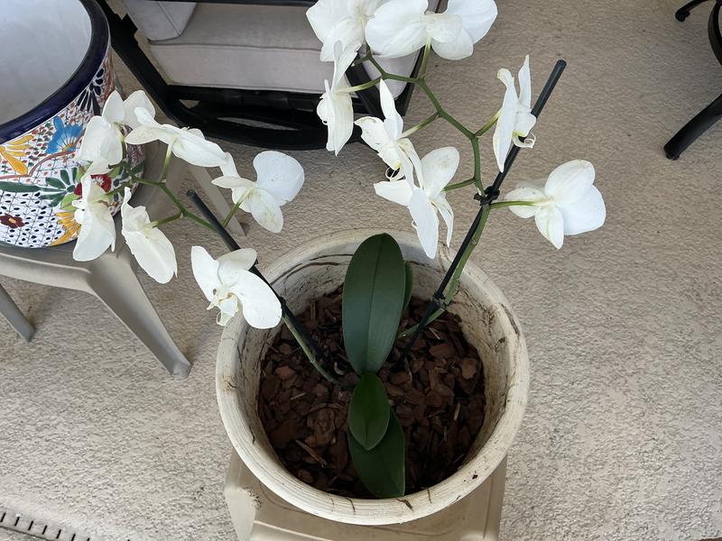 Miracle-Gro Orchid 8-Quart Fruit, Flower and Vegetable Potting