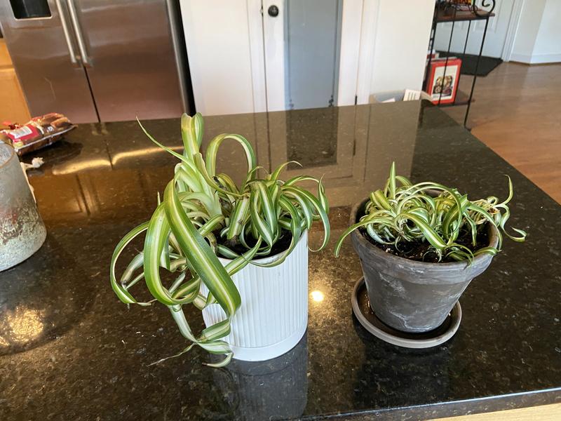 Greendigs Spider Plant House Plant in 5-in Pot in the House Plants  department at Lowes.com