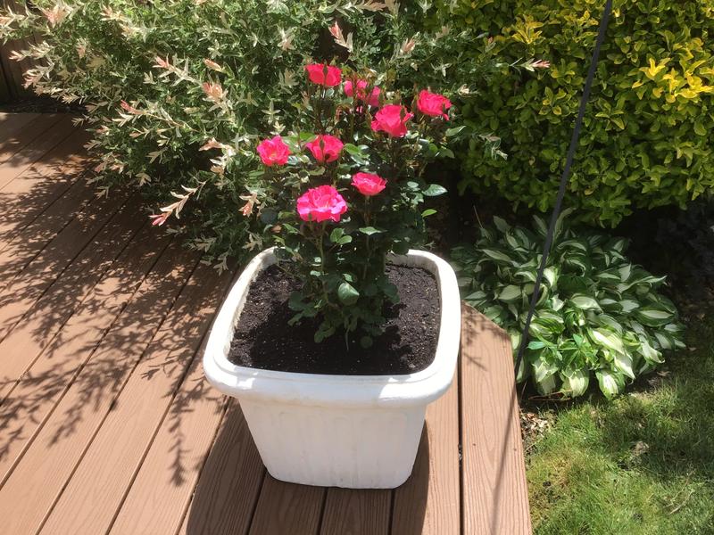 Lowe's Red Landscape Rose 'Meitraligh' (Rosa) - Fragrant, Disease ...