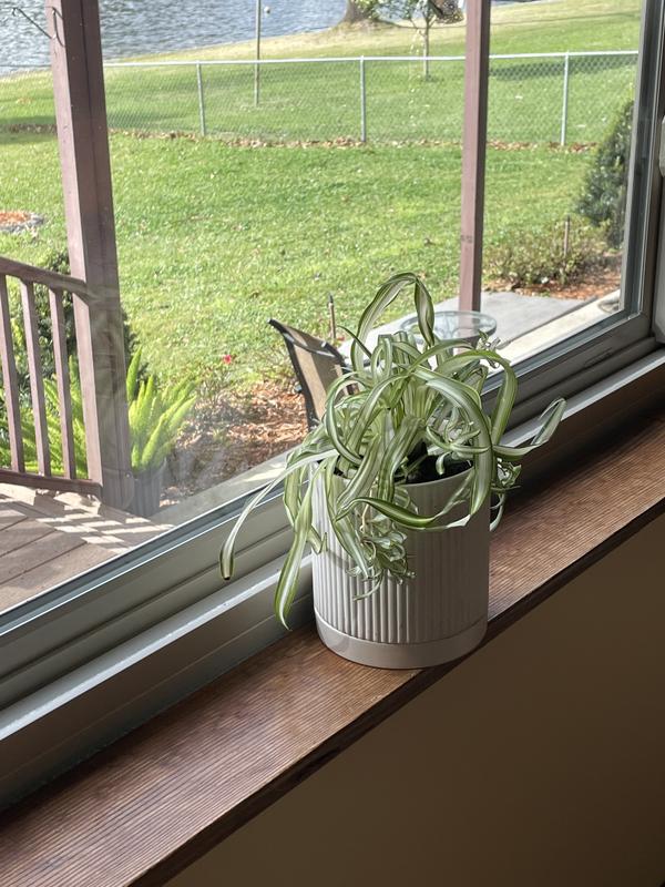 Greendigs Spider Plant House Plant in 5-in Pot in the House Plants  department at Lowes.com