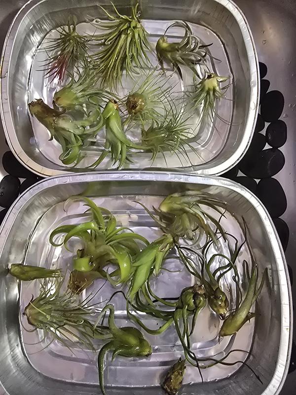 indoor potted plant arrangements Assorted 4" Indoor House Plants
