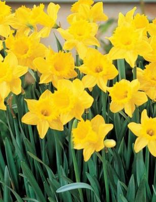 Lowe's Multicolor Daffodil Bulbs (L17330) Pot 2.5-Quart in the Plant Bulbs  department at