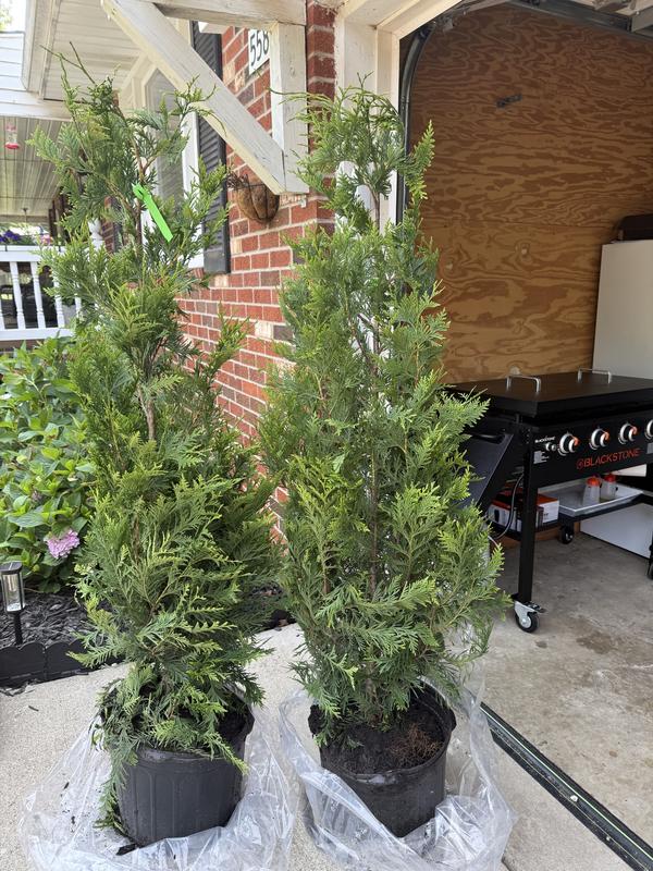 Southern Planters 7-Gallons Screening Green Giant Thuja In Pot