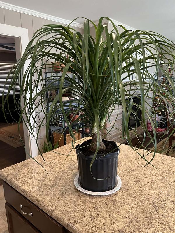 snake plant for sale Rare Boncel Starfish Snake Plant -Sanseveria- Almost Impossible to Kill main image 1