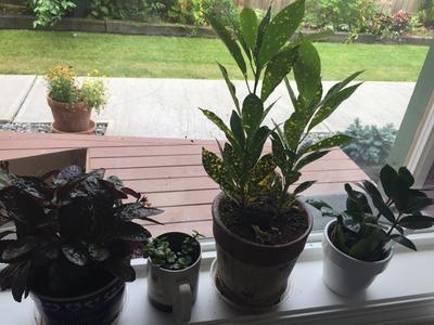 Lowe's Money Tree in 24-oz Pot NURSERY at Lowes.com