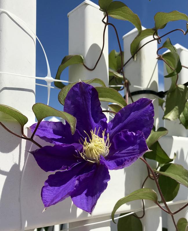 Lowe's Red Warsaw Nike Clematis Bulbs NURSERY at Lowes.com