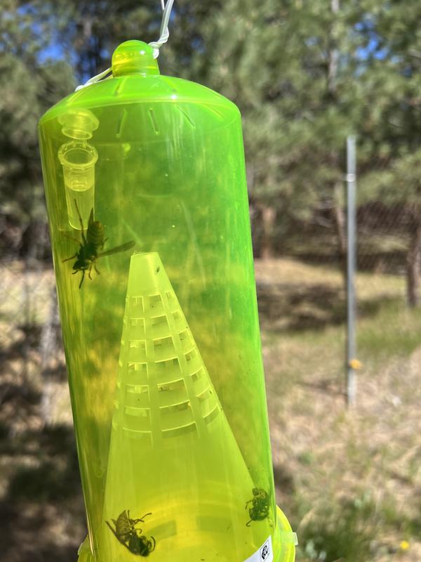 RESCUE! WHY Wasp, Hornet Yellowjacket Outdoor Liquid Refill Insect Trap ...