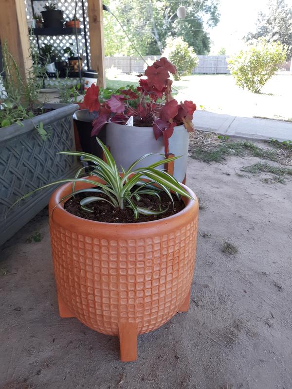 Medium (8-25 quarts) Pots & Planters at