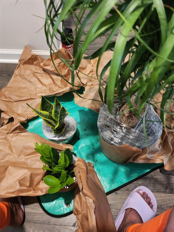 Grungy Roots | 🦓 4” Zebra Plant's 💛 Blooms are bright