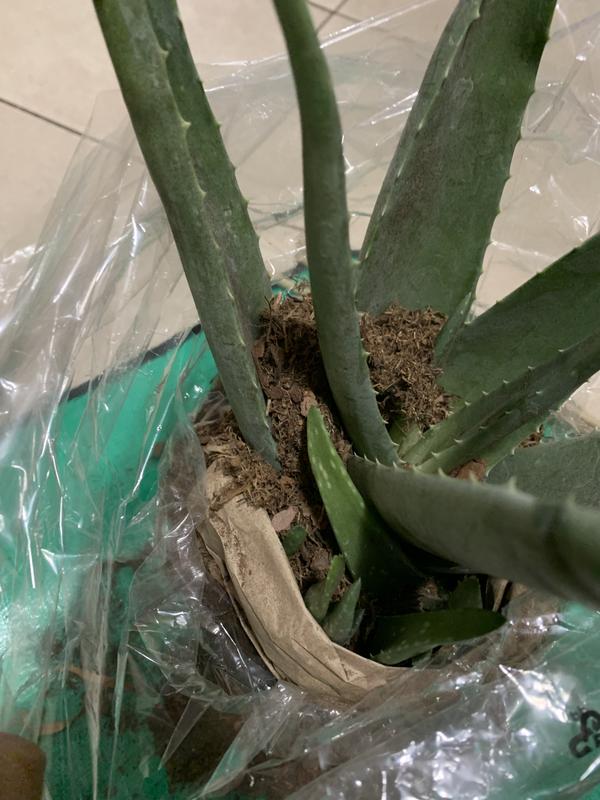 black elephant ear plants Black Magic Elephant Ears