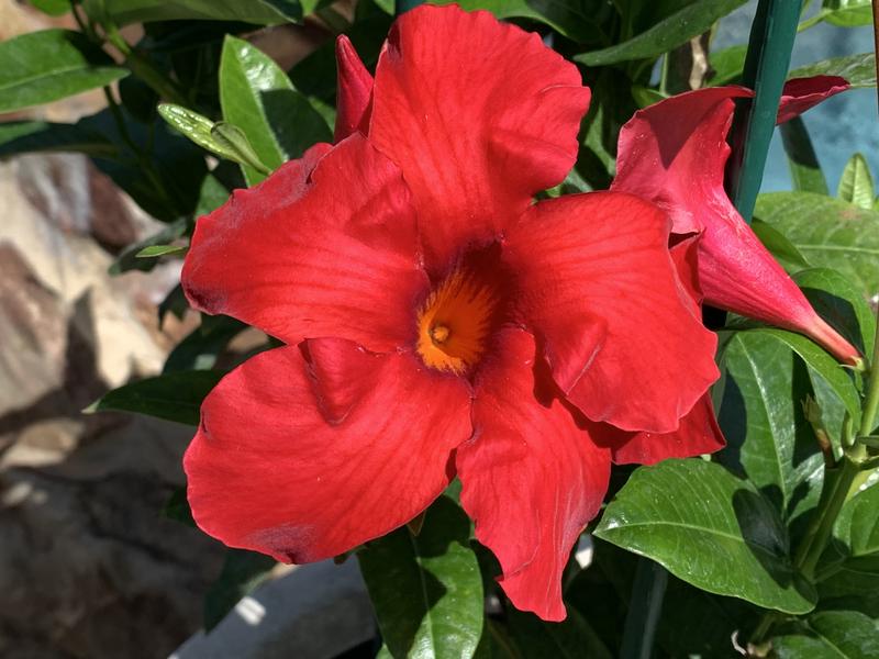 Lowe's Premium Red Mandevilla Vining in 2.5-Quart Pot in the Tropical  Plants department at