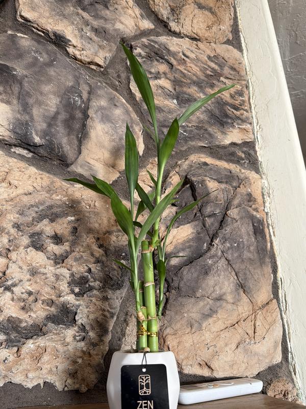 Lowe's Lucky Bamboo House plant in in the House Plants department at Lowes .com