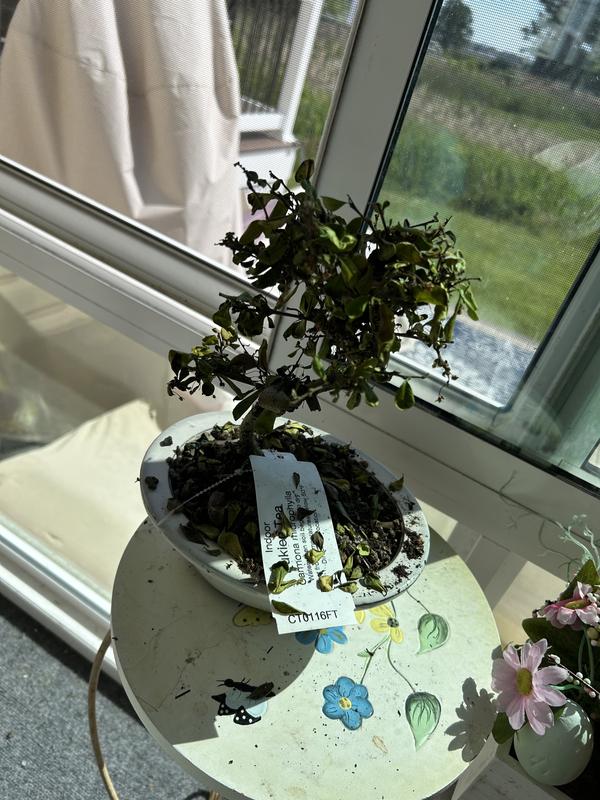 Brussel's Bonsai 8-in White Flowering Fukien Tea In Pot