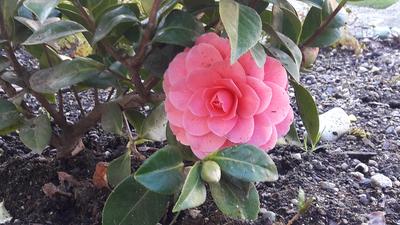 efeutute pinnatum Epipremnum pinnatum (Efeutute) (S) kaufen