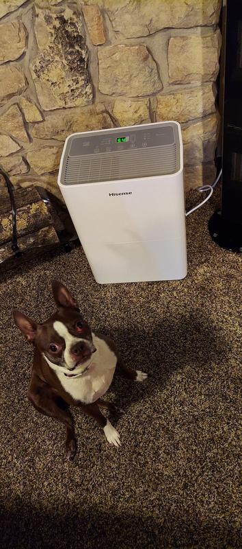 Hisense あずま Amazon.com - Hisense Energy Star 25-Pint Portable