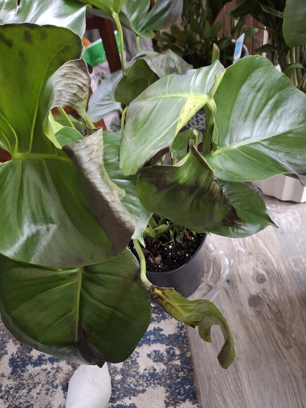 velvet philodendron Philodendron micans, 