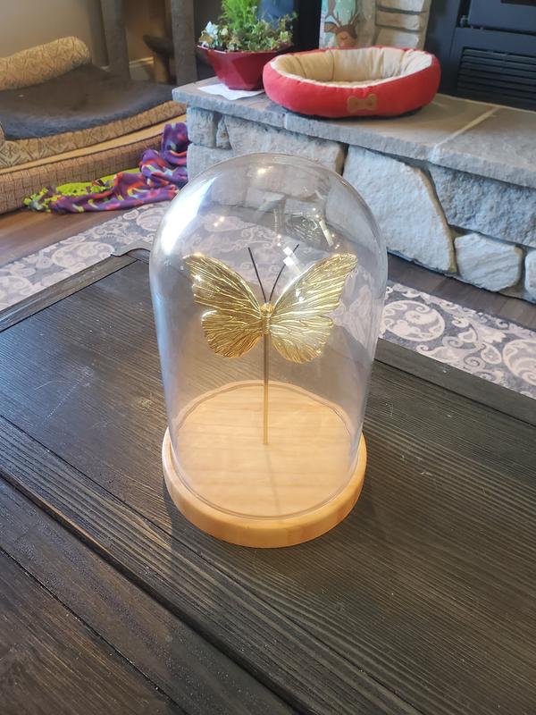 Terrarium Cloche DIY Kit, Bay Area (CA) Plant Delivery