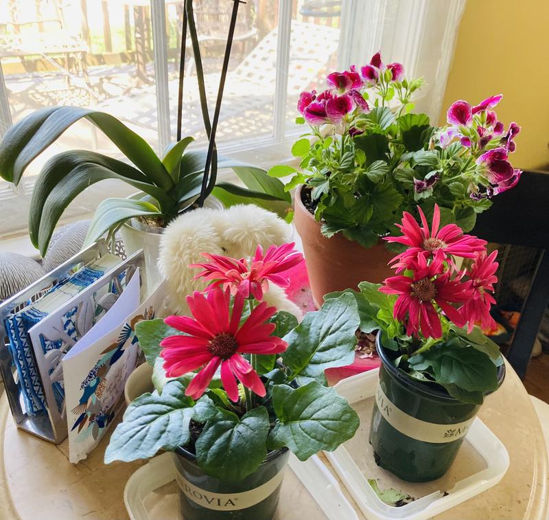 Monrovia Pink Gerbera Daisy in 1-Quart Pot 5-Pack 4821 at Lowes.com