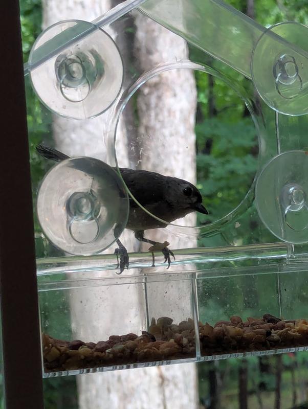 Style Selections Birdfeeder Plastic Window-mount (suction Cup) Window Bird  Feeder- 0.625-lb 240521EX01A at Lowes.com