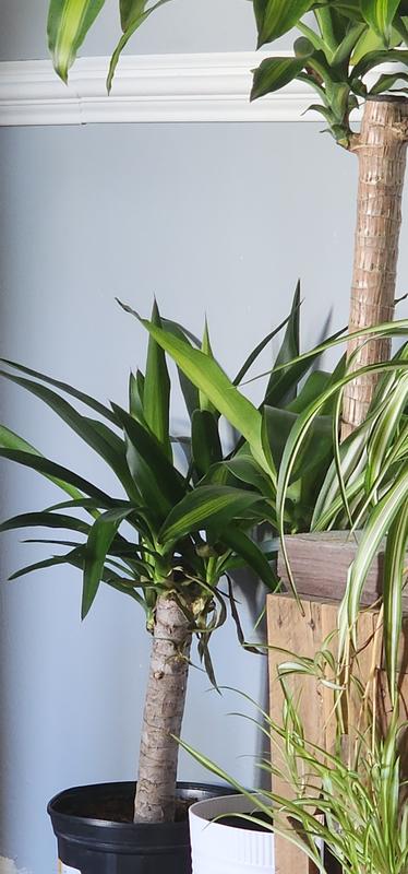 Lowe's Yucca House Plant in 1.72-Gallon Pot YUC1 at Lowes.com