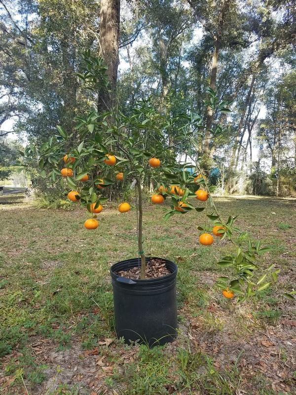 Honey Mandarin Tree  Tangerines Tree From Paradise Nursery