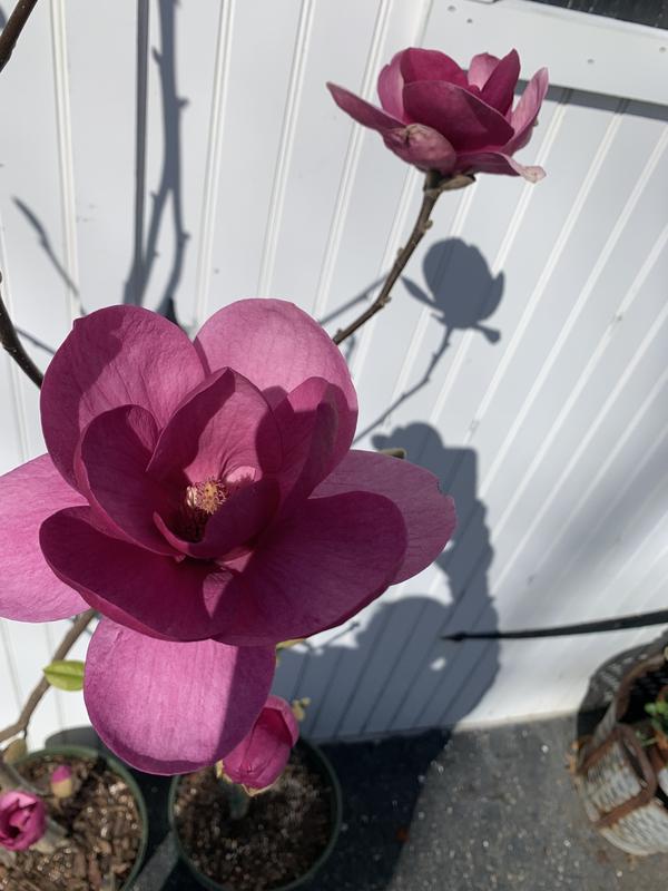 Monrovia Pink Flowering Black Tulip Magnolia Ppaf In Pot