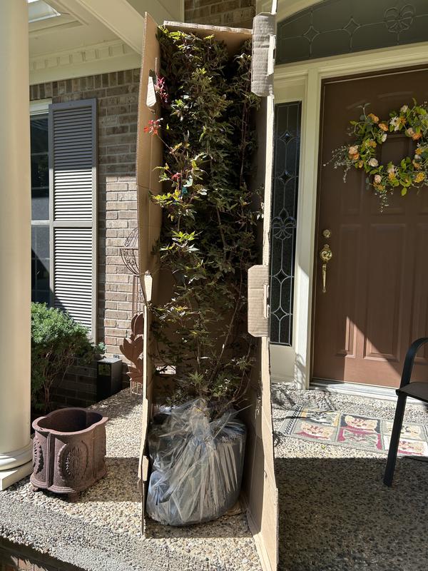 Southern Planters 1 Count Feature Twombly's Red Sentinel Maple In