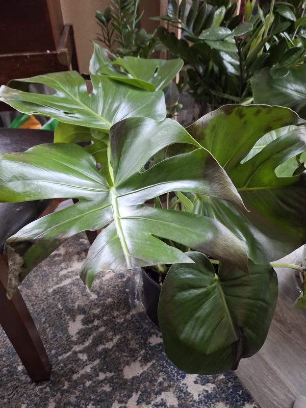 United Nursery Monstera Deliciosa House Plant in 10-in Pot 72499 at  Lowes.com