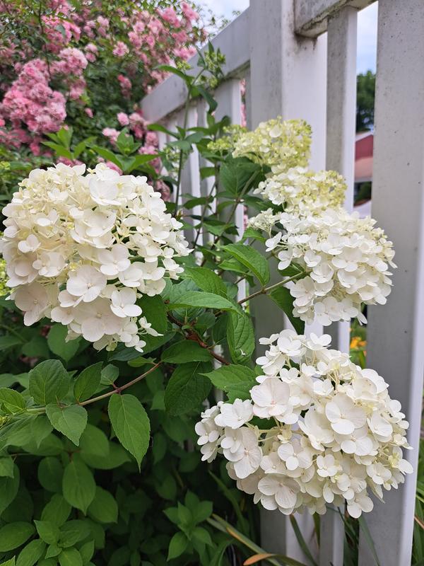 Monrovia Pink Strawberry Shake Hydrangea Flowering Shrub in 1.73-Gallon ...