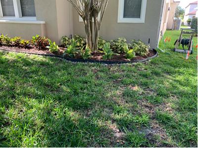 64 Sq Ft St Augustine Sod Plug In The Sod Department At Lowes Com