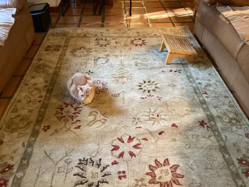 Safavieh Antiquity Malesh 4 X 6 Wool Taupe/Beige Indoor Distressed ...