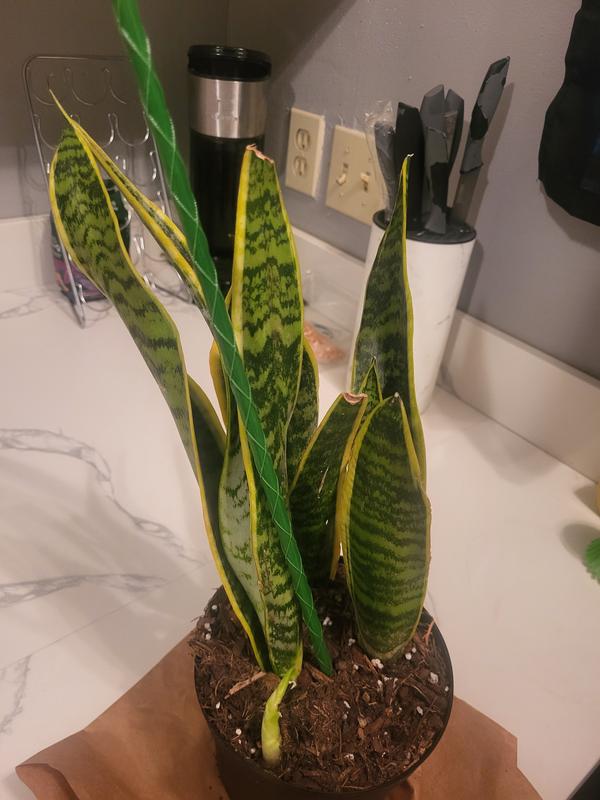 sansevieria fernwood 6" Sansevieria 'Fernwood Mikado'  BWH Plant Co