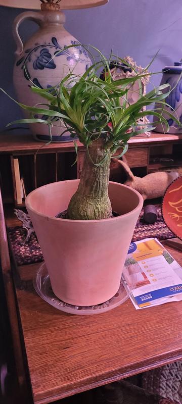 Costa Farms Easy To Grow Ponytail Palm House Plant in 6-in Pot  M-PTP-G-POT-01-LW at Lowes.com