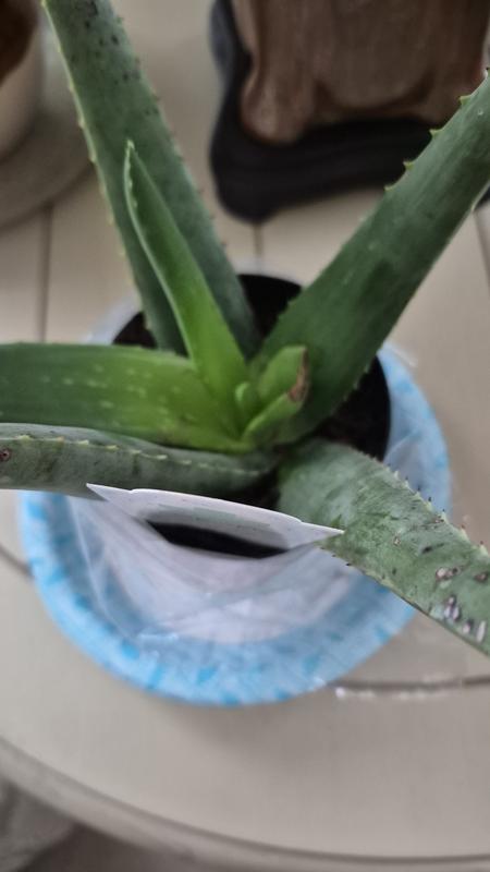 plant food for peace lily Sympathy Plant