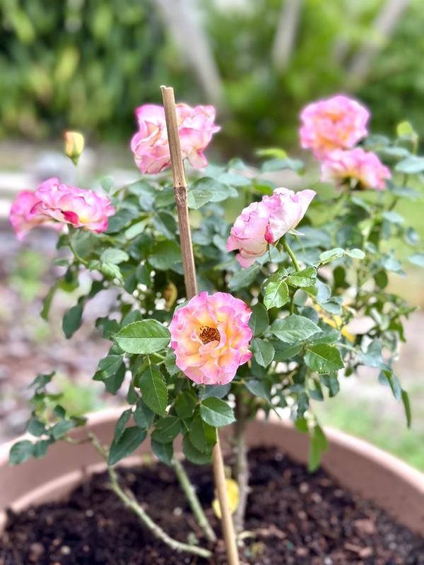 Shops tru blooms Chicago Perfume Fountain of Roses ~ Grown in Urban Farms and Gardens.