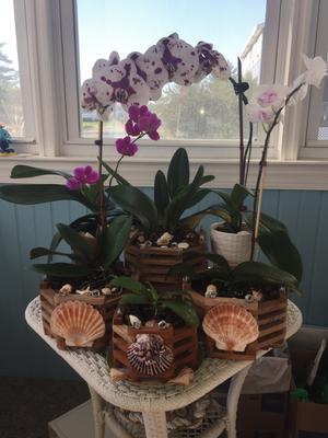 Square Wooden Basket 12 inch - Waldor Orchids