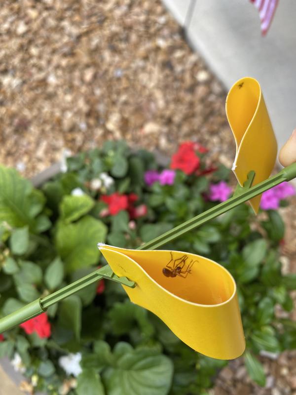 OwnGrown Yellow Sticky Traps for Gnats: 60x - Gnat Traps for House Indoor  Plants, Yellow Flowers - Kroger