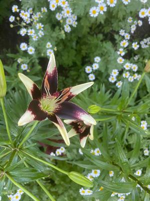 Lowe's White Navona Asiatic Lily Bulbs 6-Count 23194P at