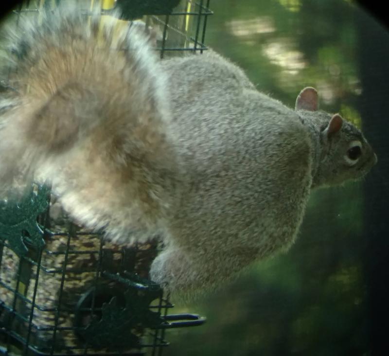 Squirrel Buster Solution 200, mangeoire pour oiseaux d'extérieur – MEUNERIE  DALPHOND